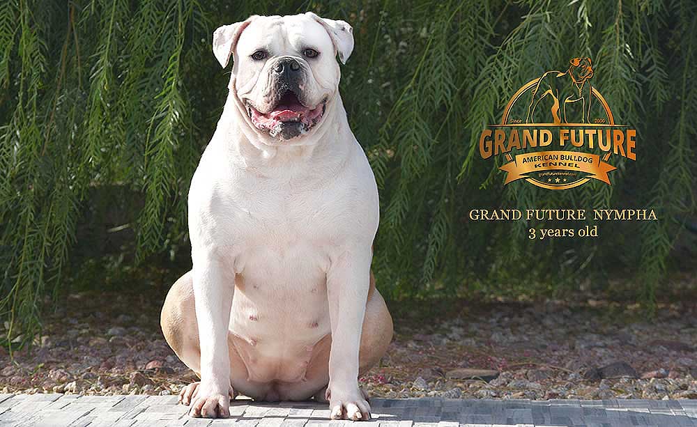 American Bulldog - Grand Future Nympha