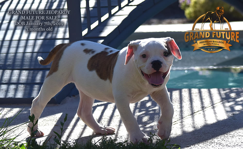 American Bulldog - GRAND FUTURE JEOPARDY