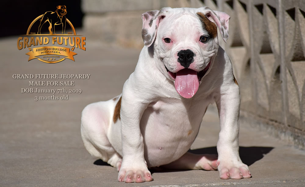 American Bulldog - GRAND FUTURE JEOPARDY