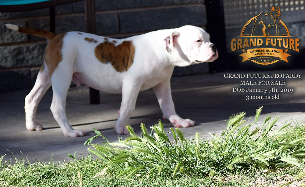 American Bulldog - GRAND FUTURE JEOPARDY