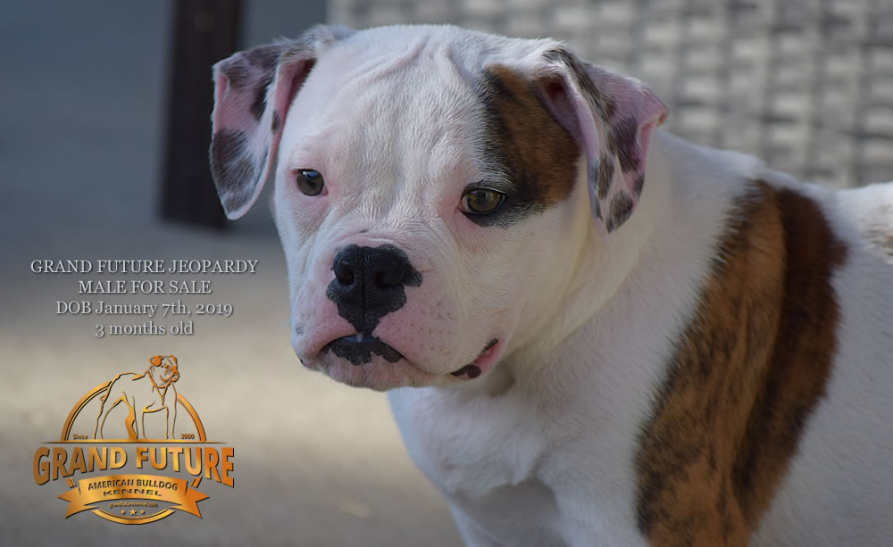 American Bulldog - GRAND FUTURE JEOPARDY