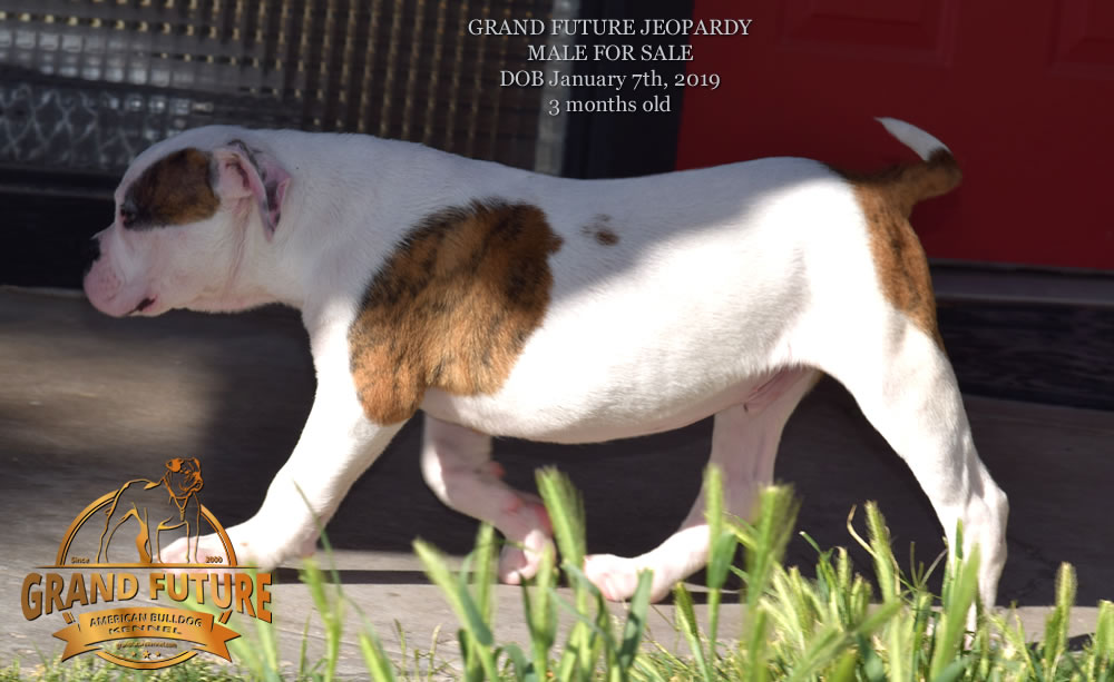 American Bulldog - GRAND FUTURE JEOPARDY