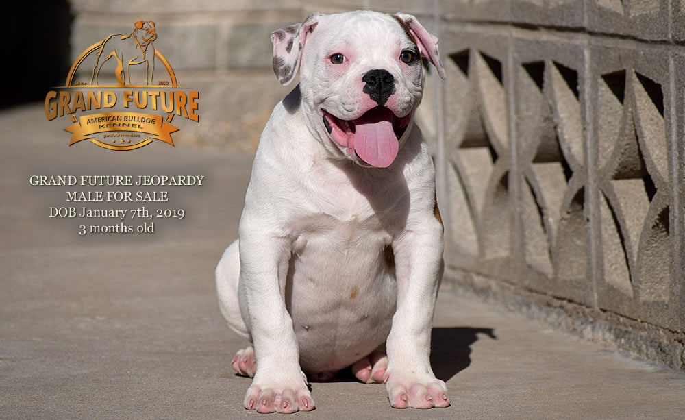 American Bulldog - GRAND FUTURE JEOPARDY