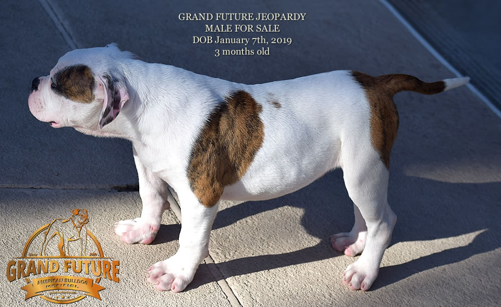 American Bulldog - GRAND FUTURE JEOPARDY