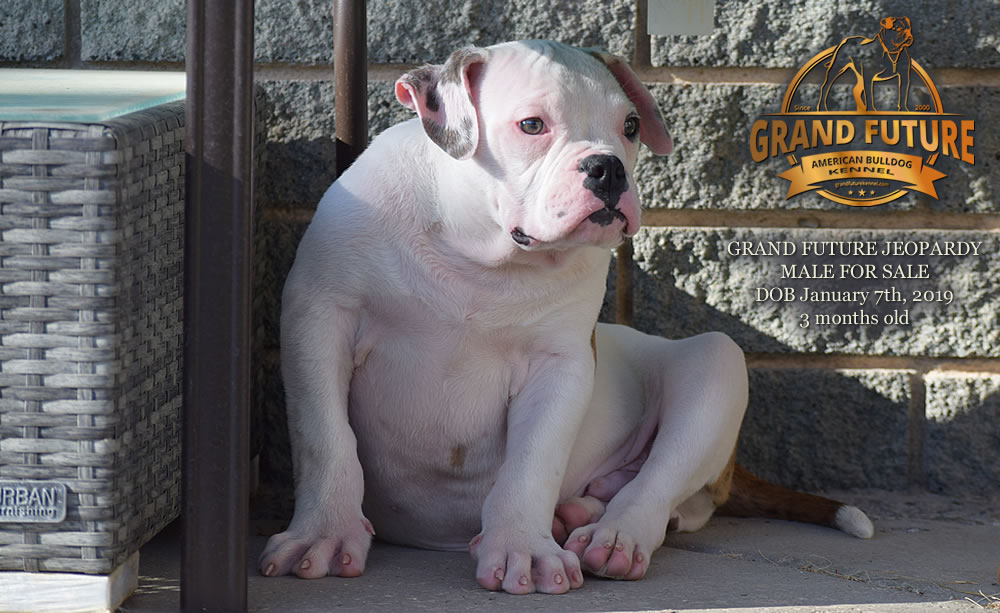 American Bulldog - GRAND FUTURE JEOPARDY