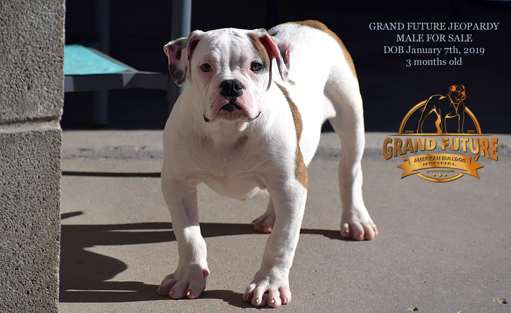 American Bulldog - GRAND FUTURE JEOPARDY