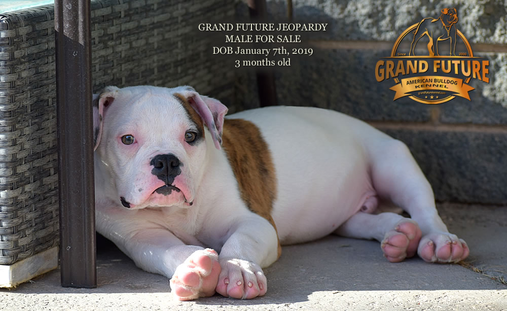 American Bulldog - GRAND FUTURE JEOPARDY