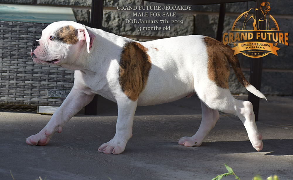 American Bulldog - GRAND FUTURE JEOPARDY