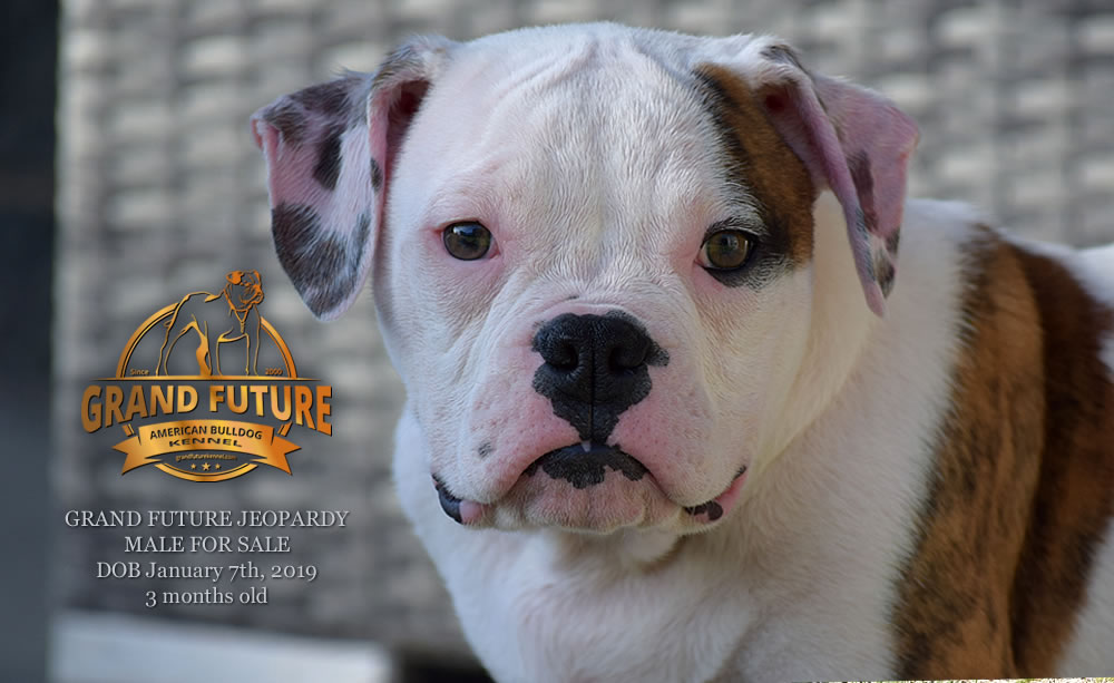 American Bulldog - GRAND FUTURE JEOPARDY