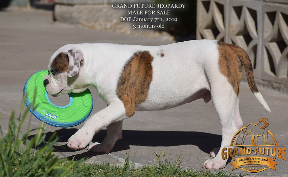 American Bulldog - GRAND FUTURE JEOPARDY