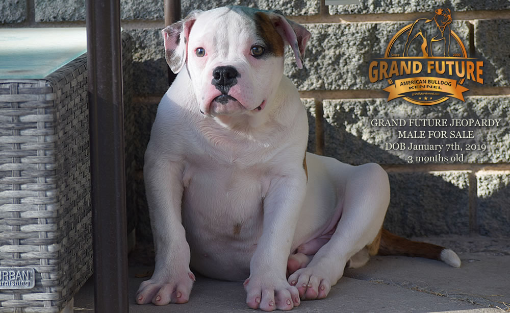 American Bulldog - GRAND FUTURE JEOPARDY