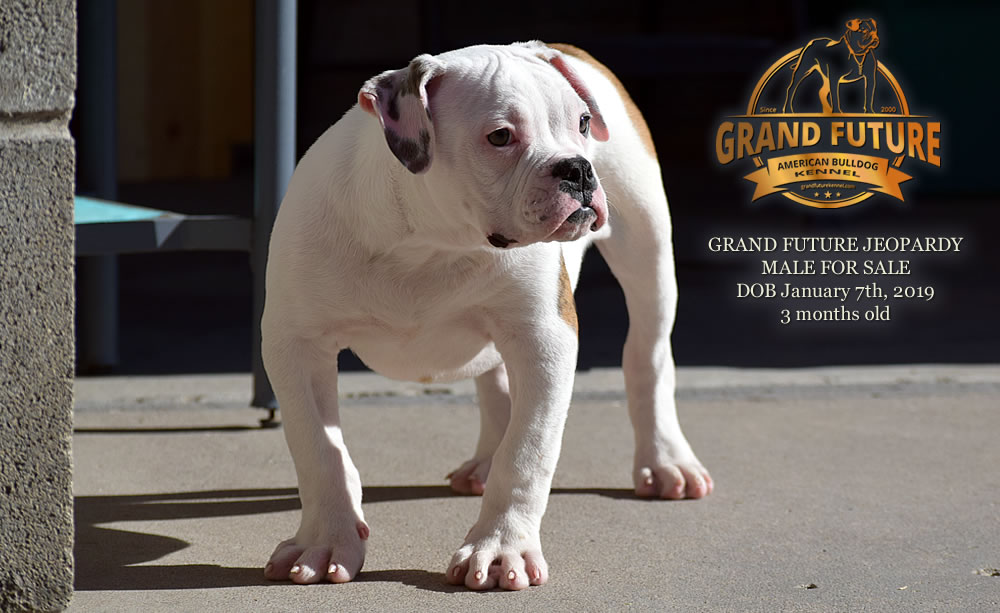 American Bulldog - GRAND FUTURE JEOPARDY