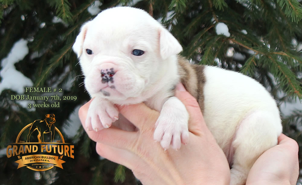 American Bulldog - GRAND FUTURE JOURNEY