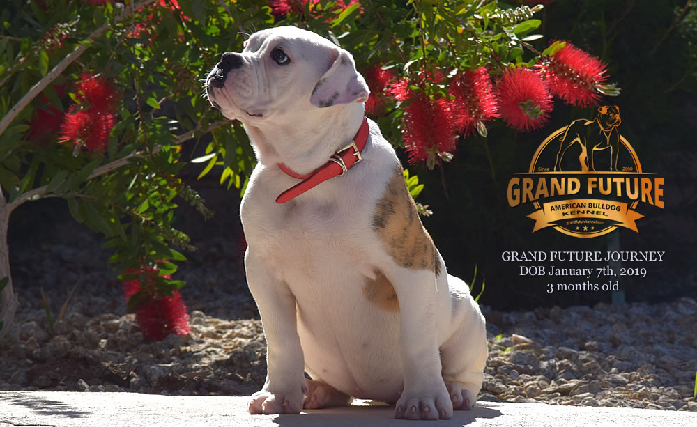 American Bulldog - GRAND FUTURE JOURNEY