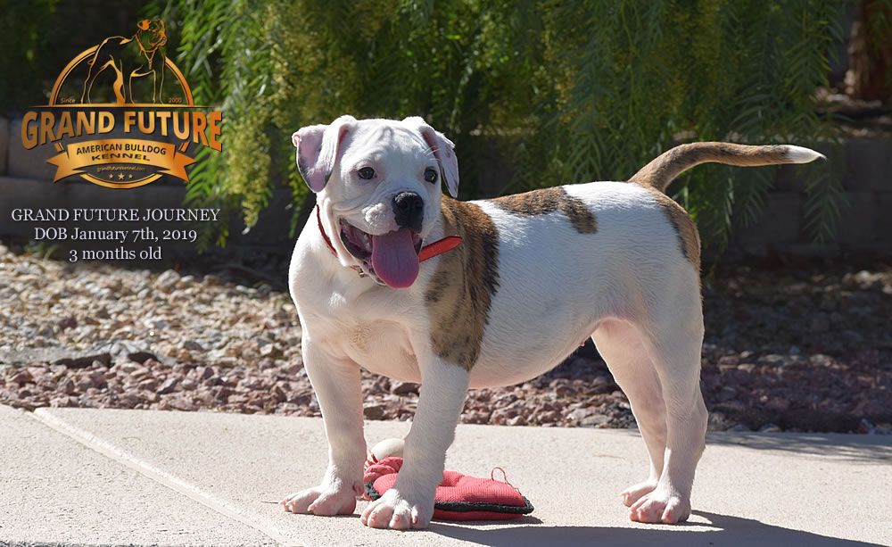 American Bulldog - GRAND FUTURE JOURNEY