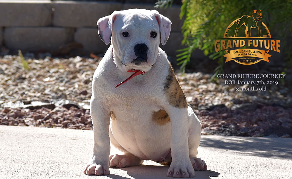 American Bulldog - GRAND FUTURE JOURNEY