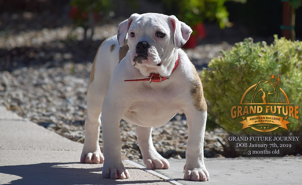 American Bulldog - GRAND FUTURE JOURNEY