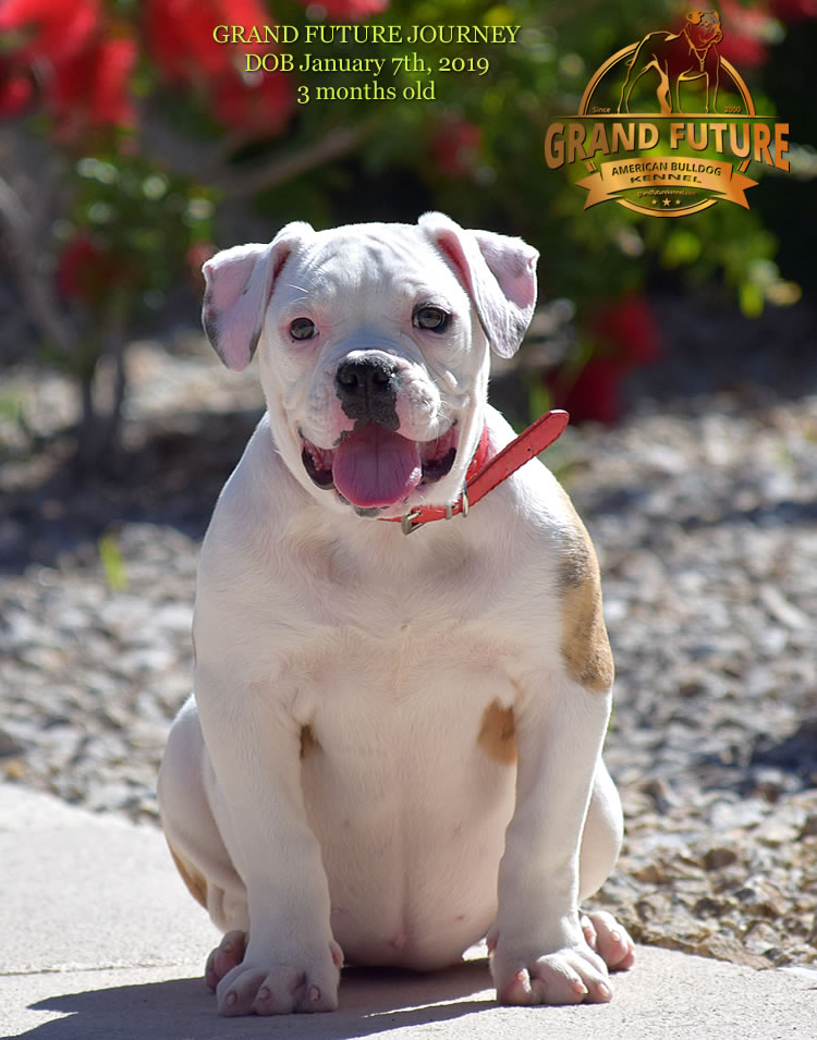 American Bulldog - GRAND FUTURE JOURNEY