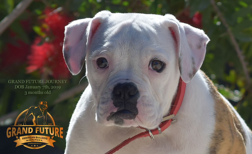 American Bulldog - GRAND FUTURE JOURNEY