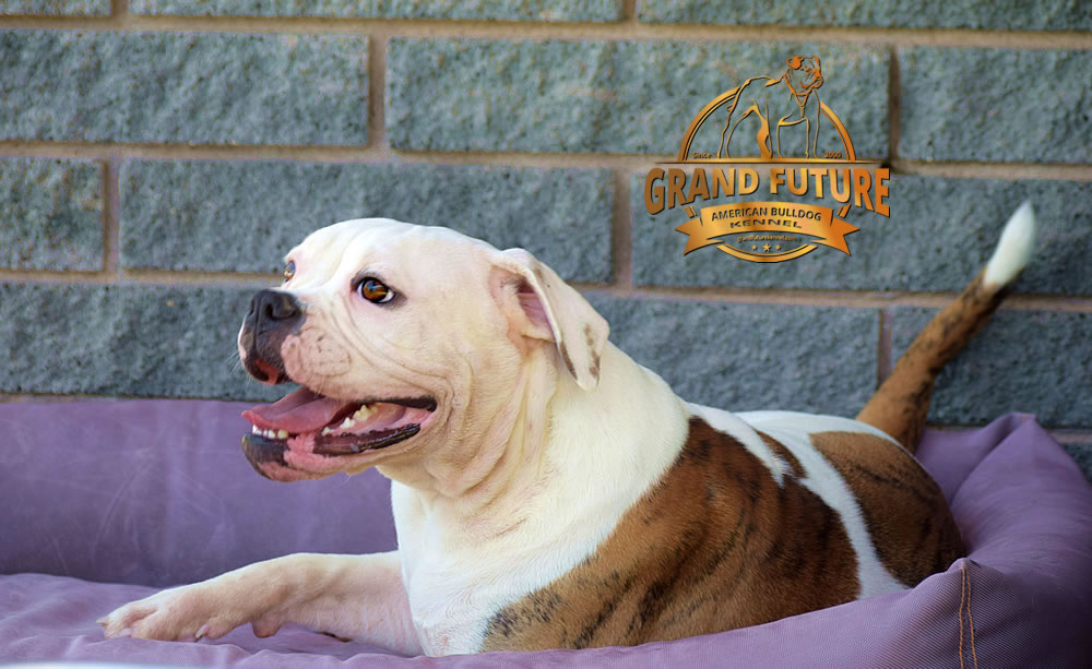 American Bulldog - GRAND FUTURE JOURNEY