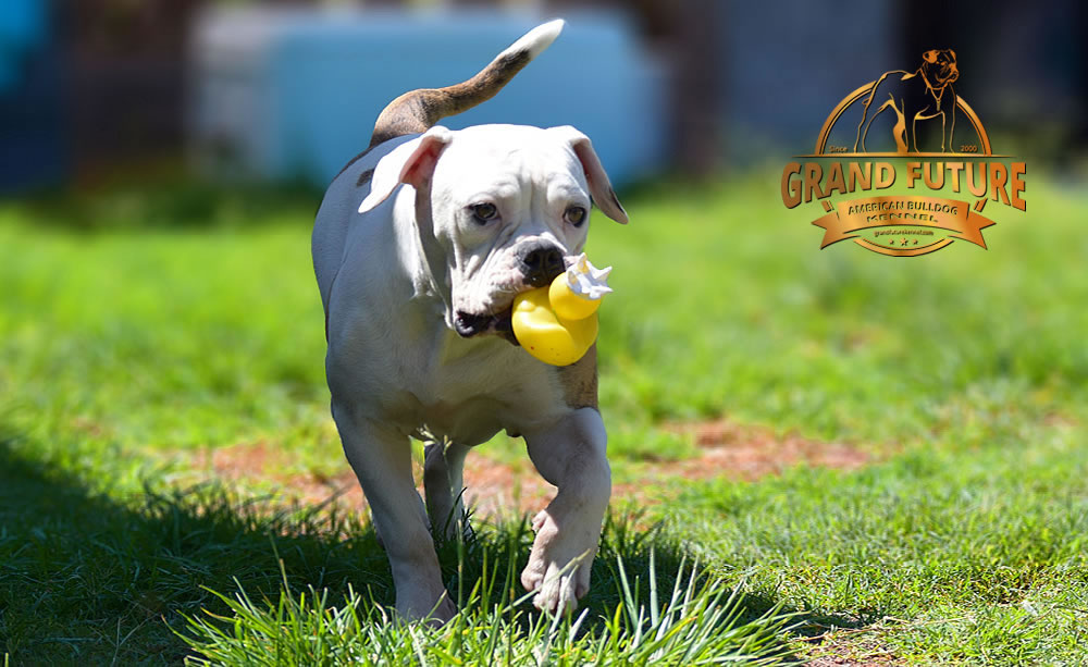 American Bulldog - GRAND FUTURE JOURNEY