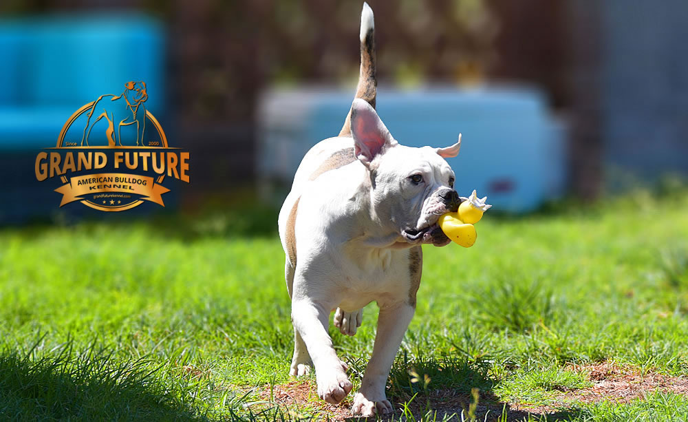 American Bulldog - GRAND FUTURE JOURNEY