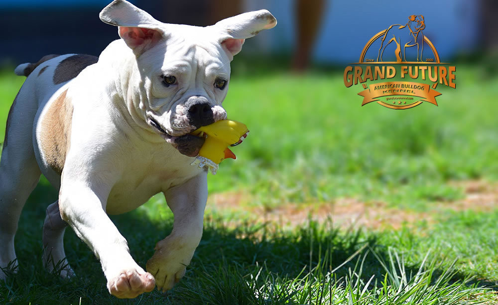 American Bulldog - GRAND FUTURE JOURNEY