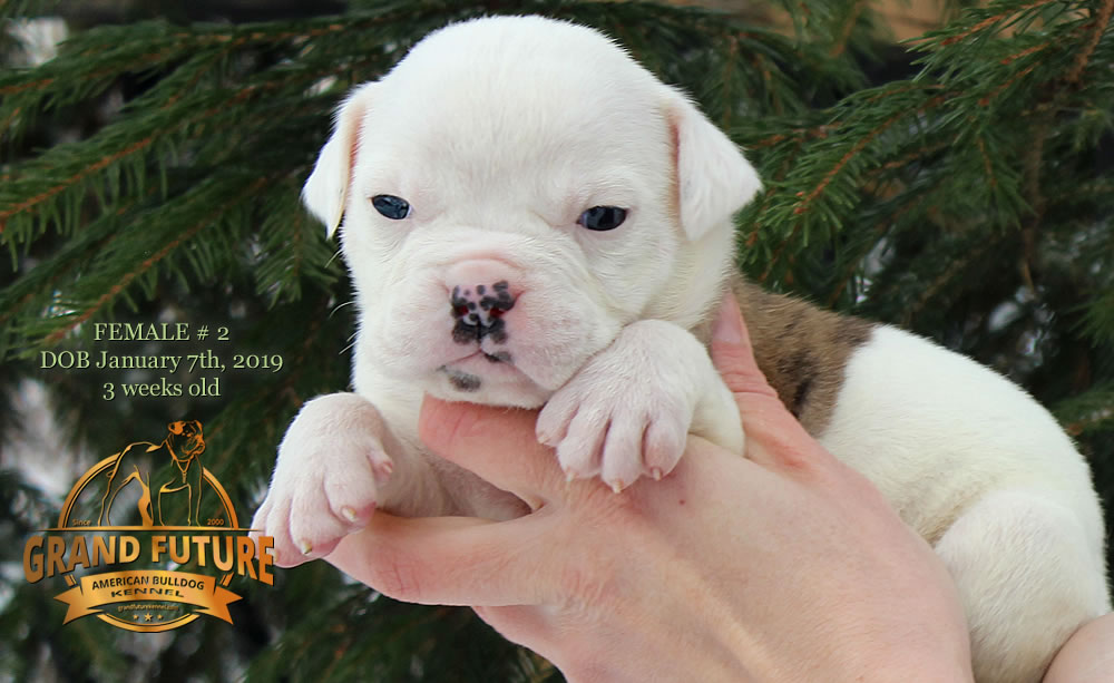 American Bulldog - GRAND FUTURE JOURNEY