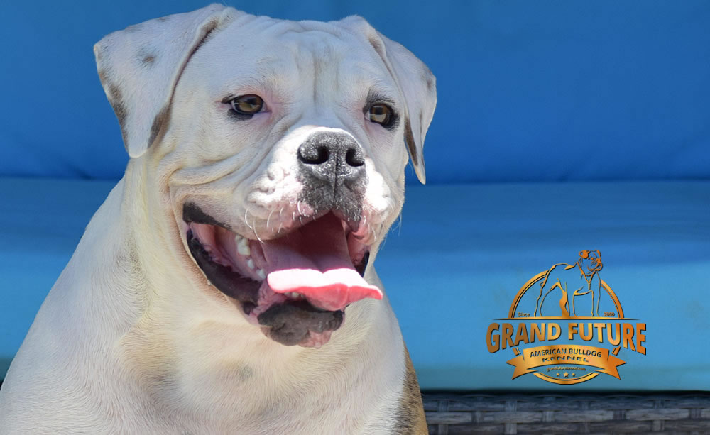 American Bulldog - GRAND FUTURE JOURNEY