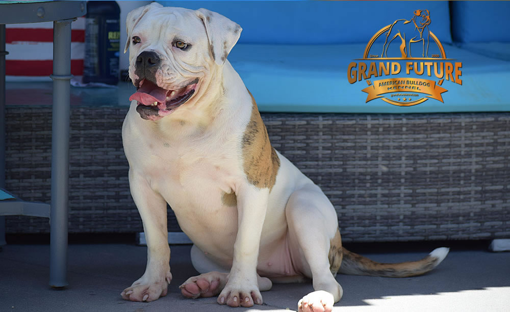 American Bulldog - GRAND FUTURE JOURNEY