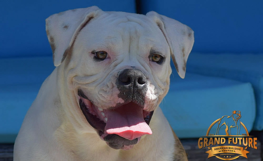 American Bulldog - GRAND FUTURE JOURNEY