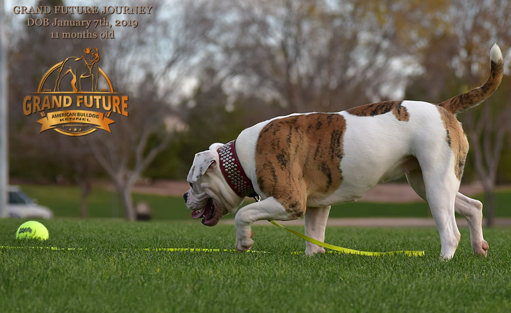 American Bulldog - GRAND FUTURE JOURNEY