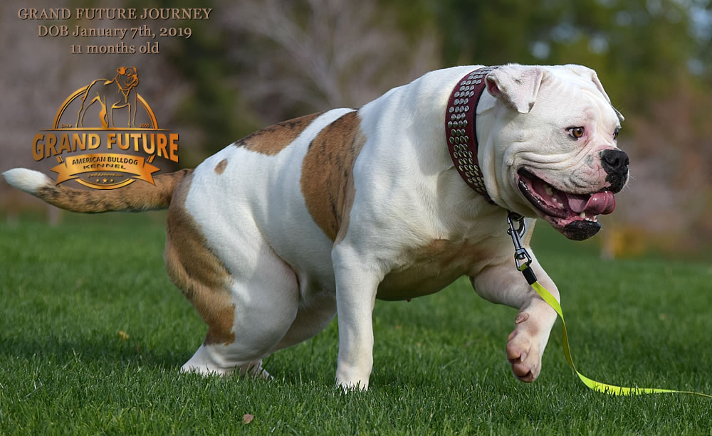 American Bulldog - GRAND FUTURE JOURNEY