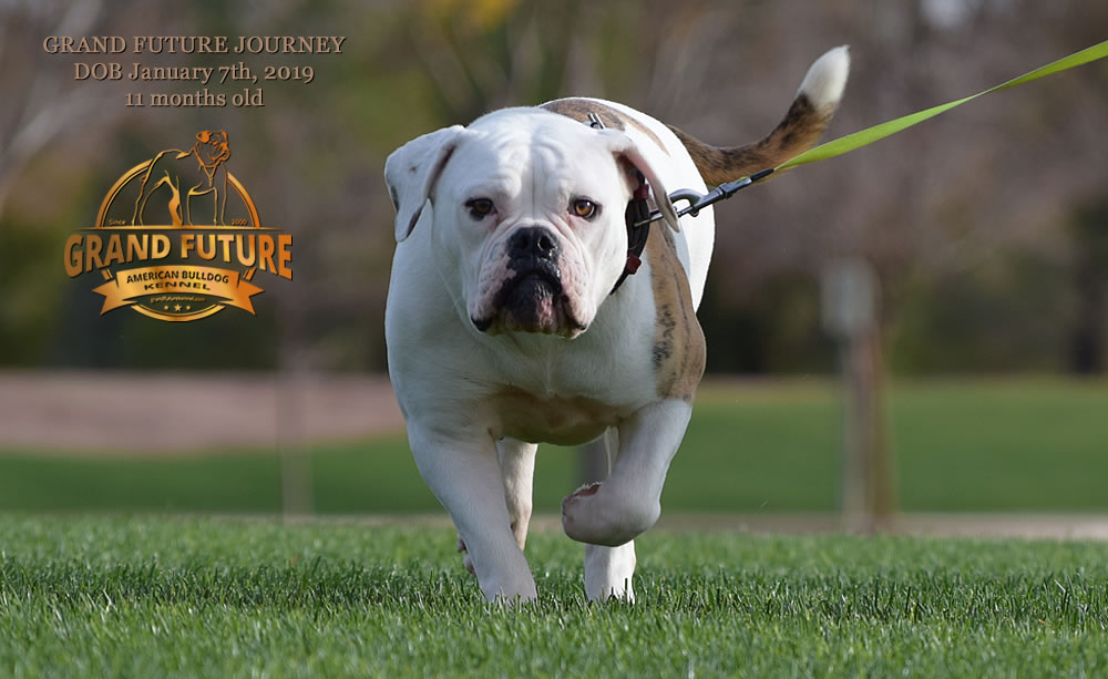 American Bulldog - GRAND FUTURE JOURNEY