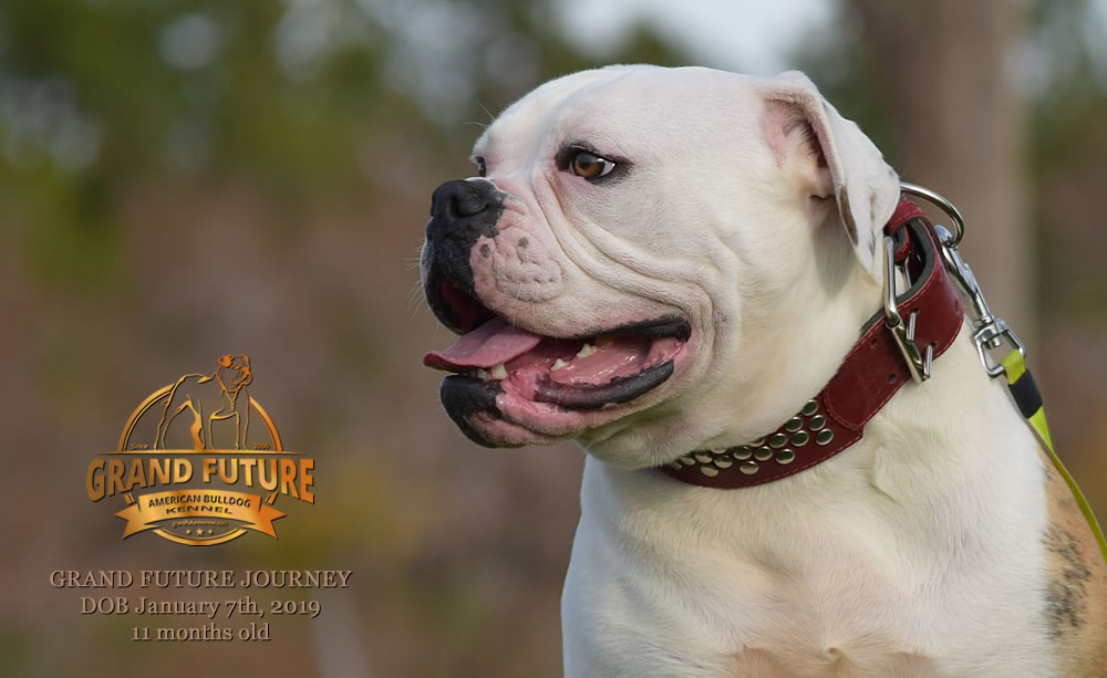 American Bulldog - GRAND FUTURE JOURNEY