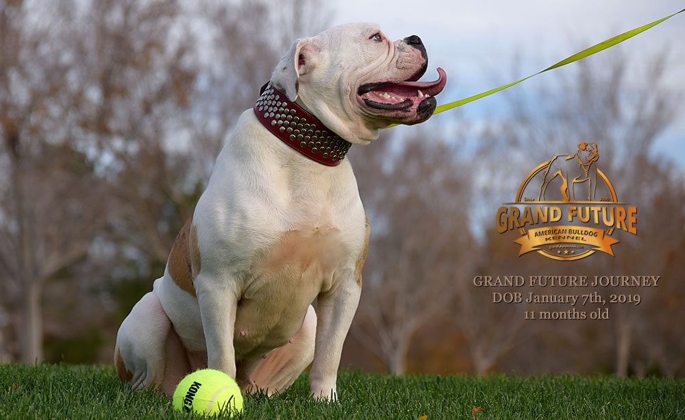 American Bulldog - GRAND FUTURE JOURNEY