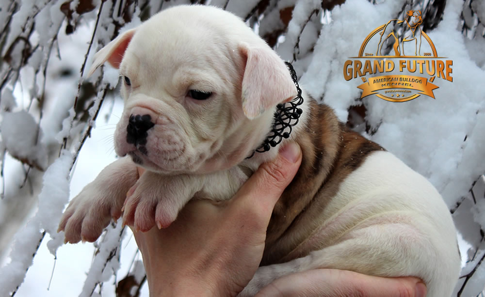 American Bulldog - GRAND FUTURE JOURNEY