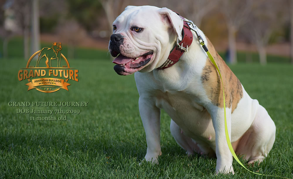 American Bulldog - GRAND FUTURE JOURNEY