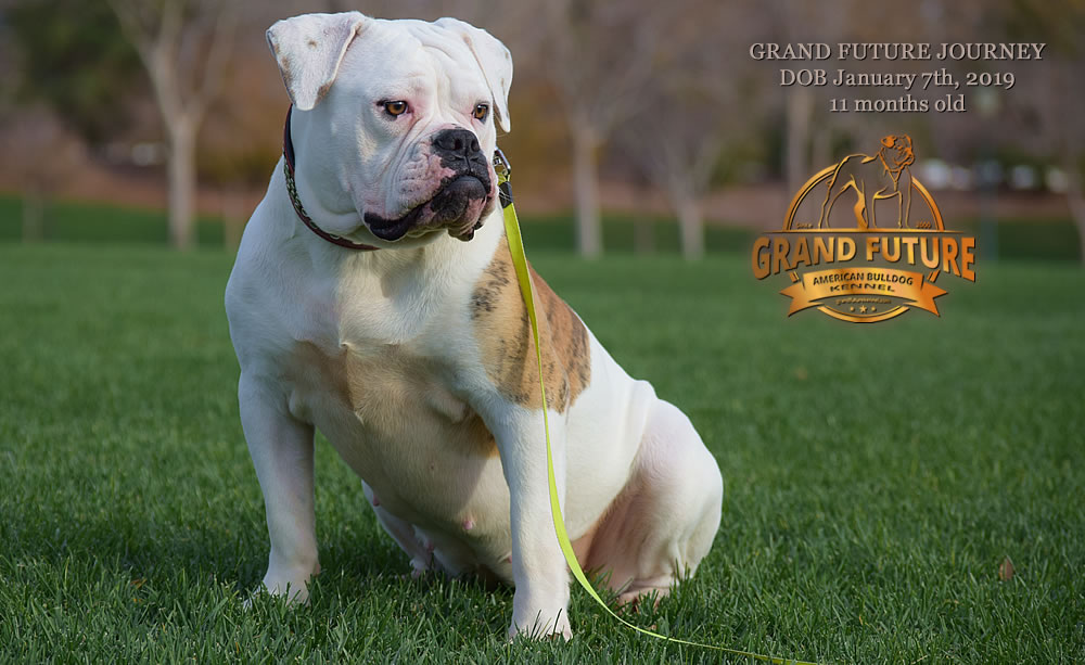 American Bulldog - GRAND FUTURE JOURNEY