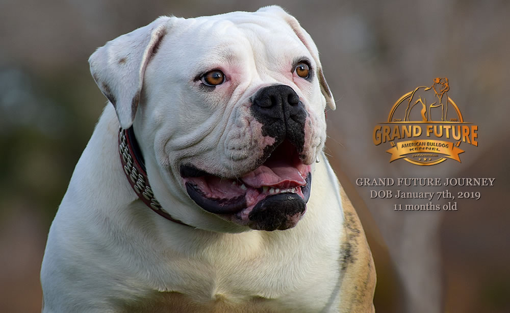 American Bulldog - GRAND FUTURE JOURNEY