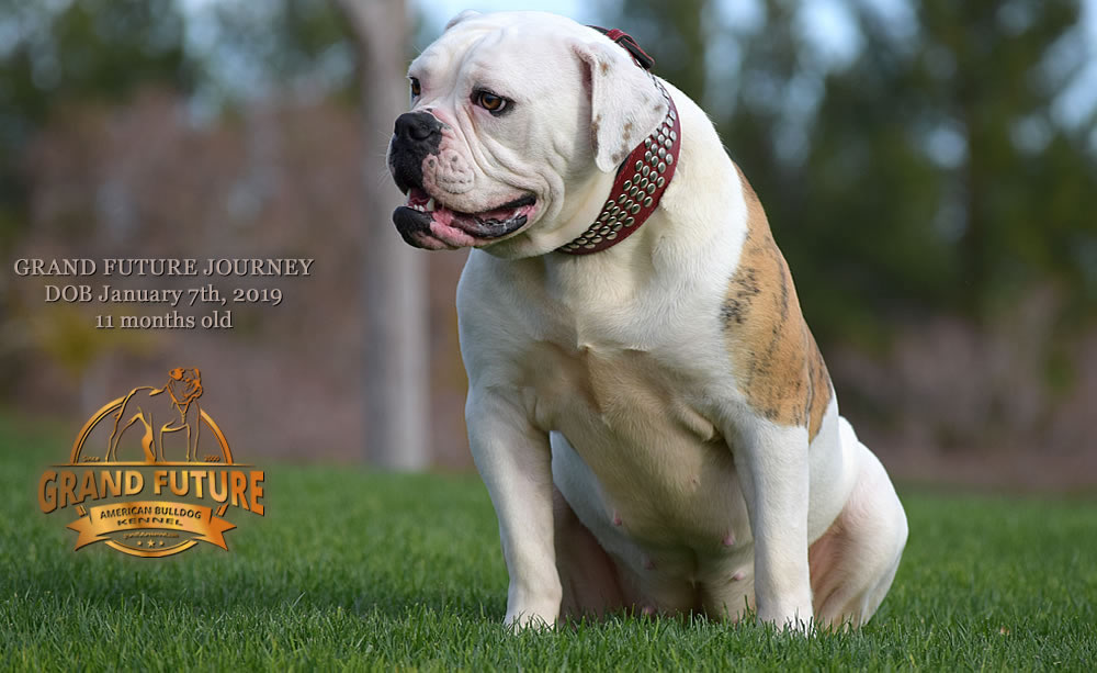 American Bulldog - GRAND FUTURE JOURNEY