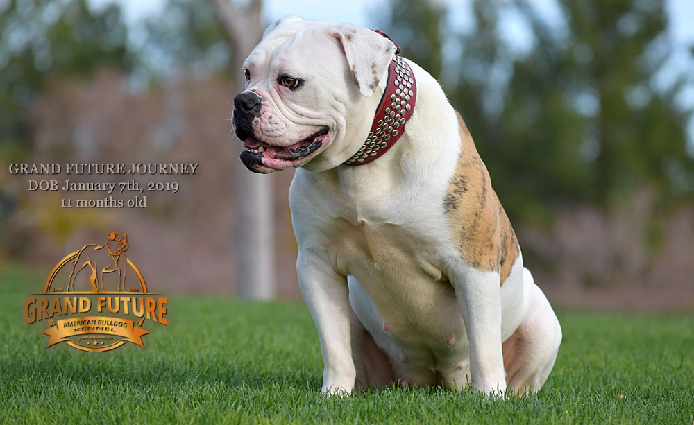 American Bulldog - GRAND FUTURE JOURNEY