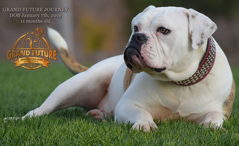 American Bulldog - GRAND FUTURE JOURNEY