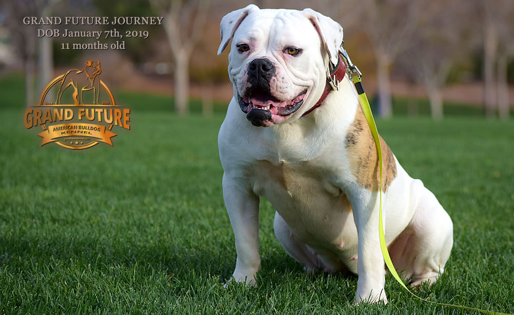 American Bulldog - GRAND FUTURE JOURNEY