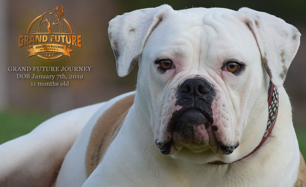 American Bulldog - GRAND FUTURE JOURNEY