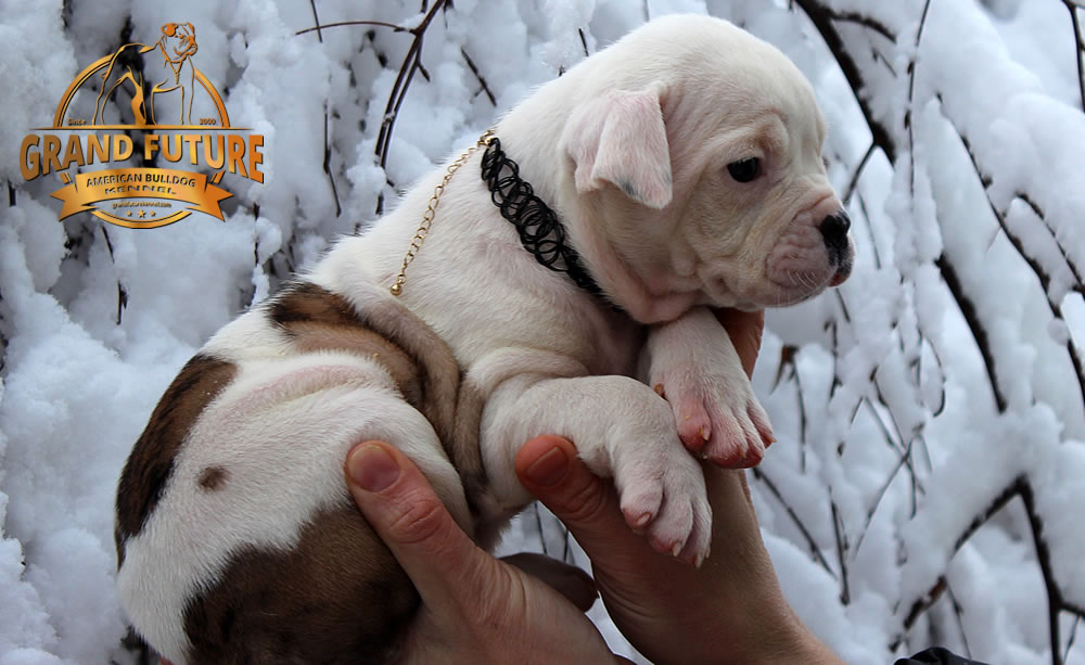 American Bulldog - GRAND FUTURE JOURNEY