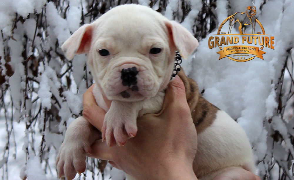 American Bulldog - GRAND FUTURE JOURNEY