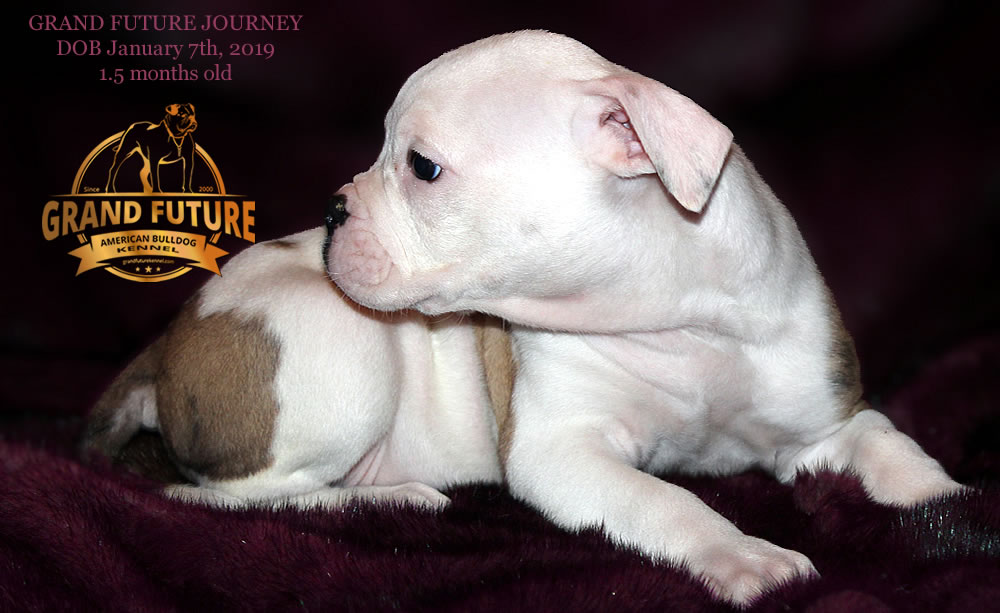 American Bulldog - GRAND FUTURE JOURNEY