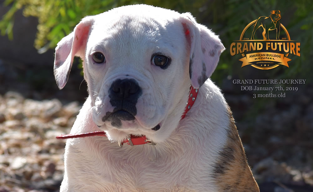 American Bulldog - GRAND FUTURE JOURNEY