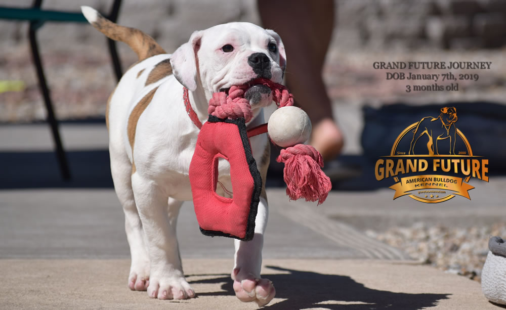 American Bulldog - GRAND FUTURE JOURNEY